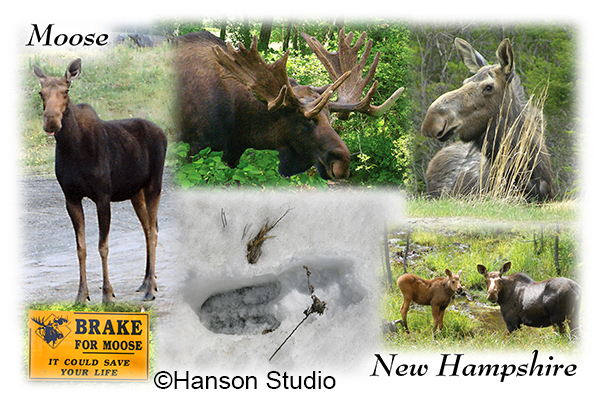 Moose of New Hampshire Collage #2 (Name Drop can be any location.)